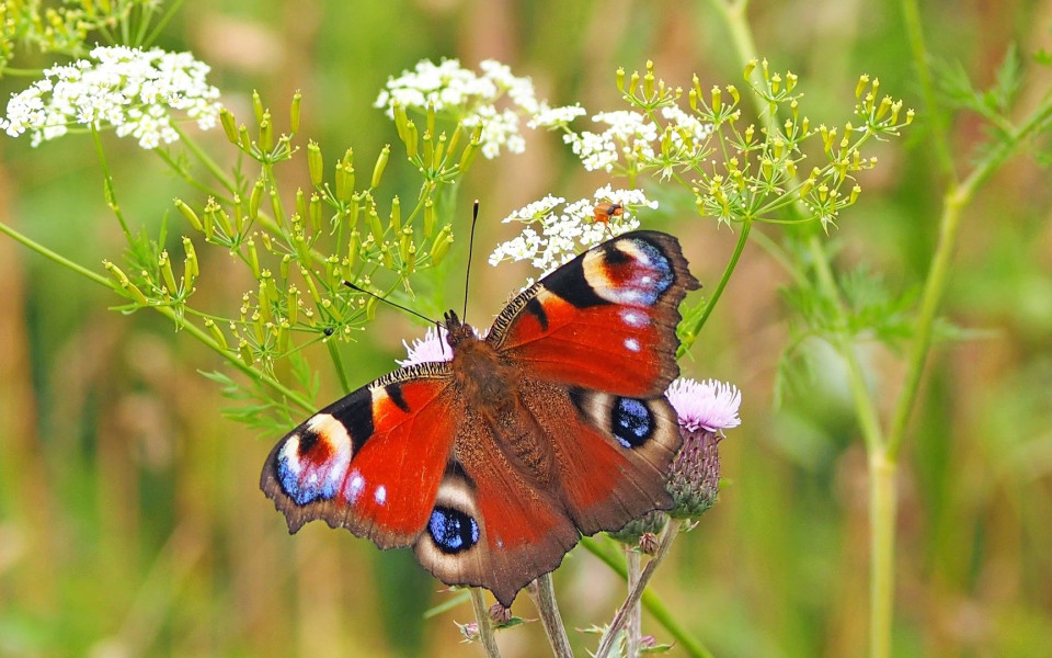 A butterfly resting on a wildflower with its wings open.