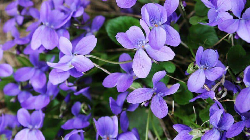 Blooming violets, a symbol of May.