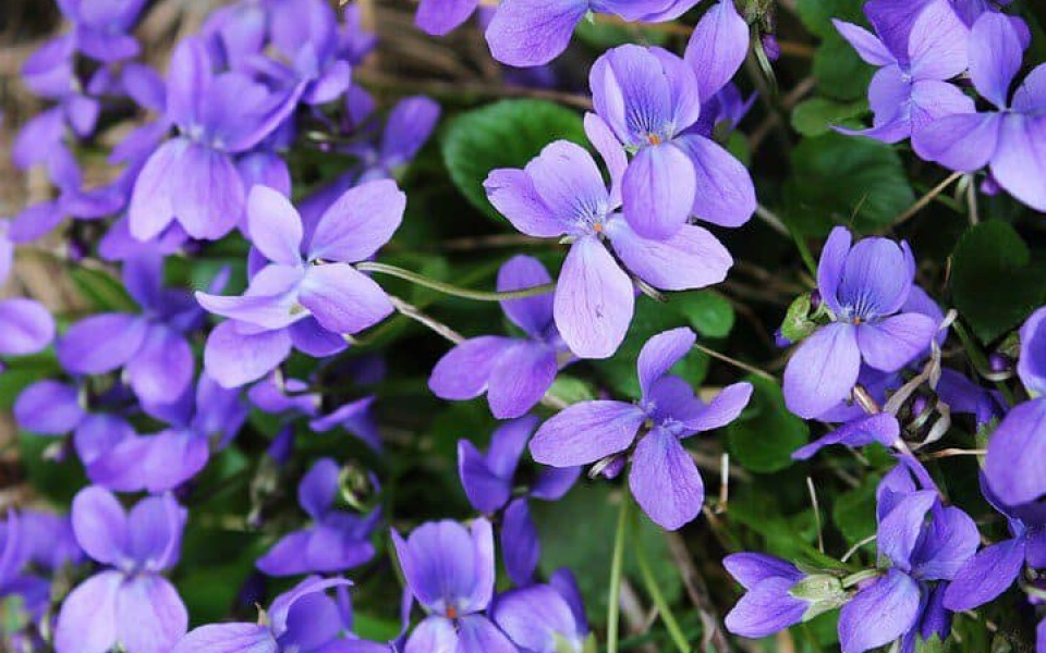 Blooming violets, a symbol of May.